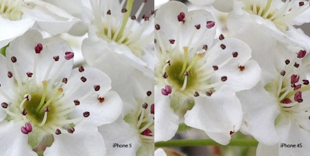 01_crop-comparison