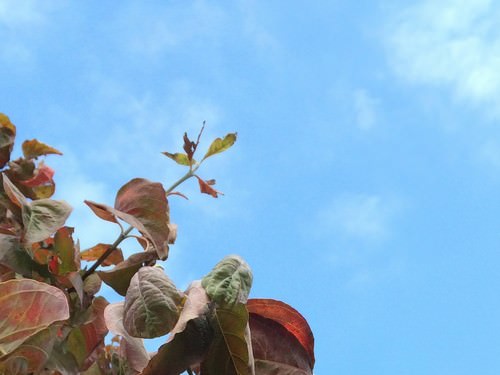 ProCamera iPhoneカメラでズーム