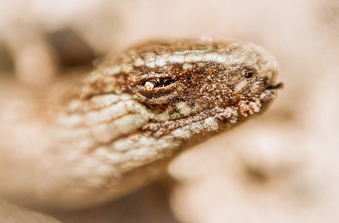 iPhone DIY Macro Lens Reptile Slow Worm