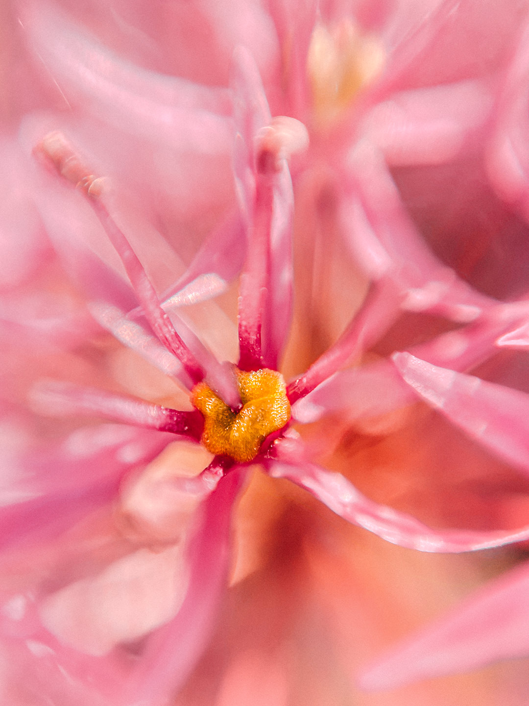 iPhone Blüte pink makro