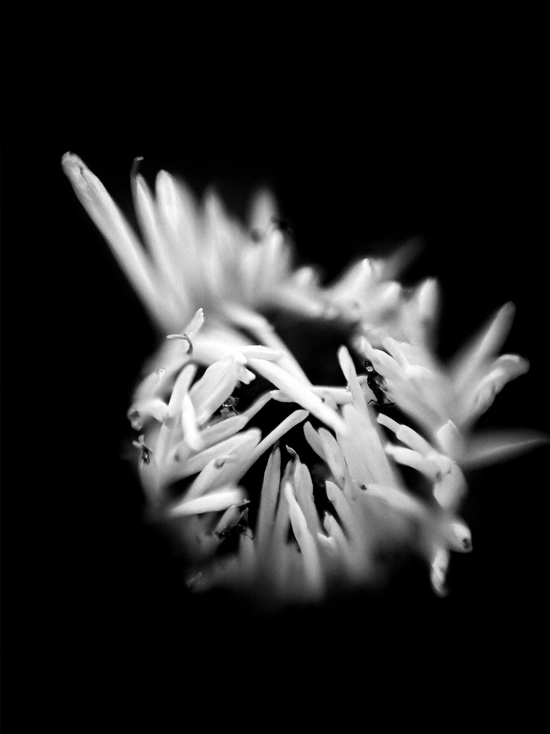 iPhone Monochrome Flower Macro