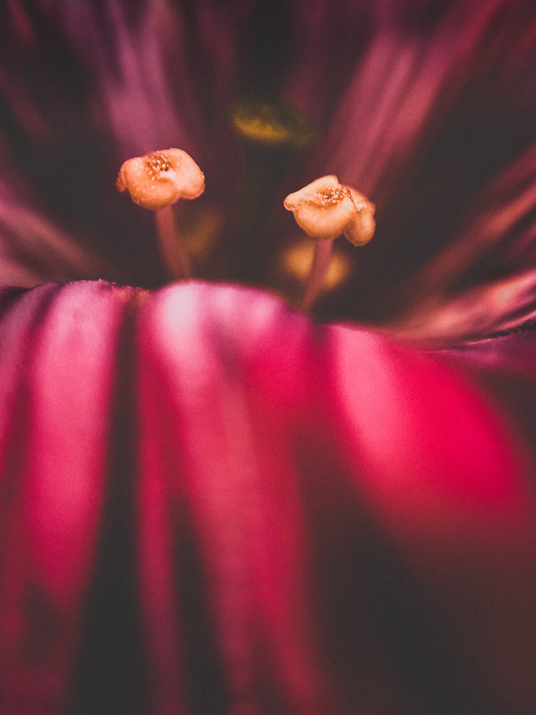 Flower Macro with DIY Lens