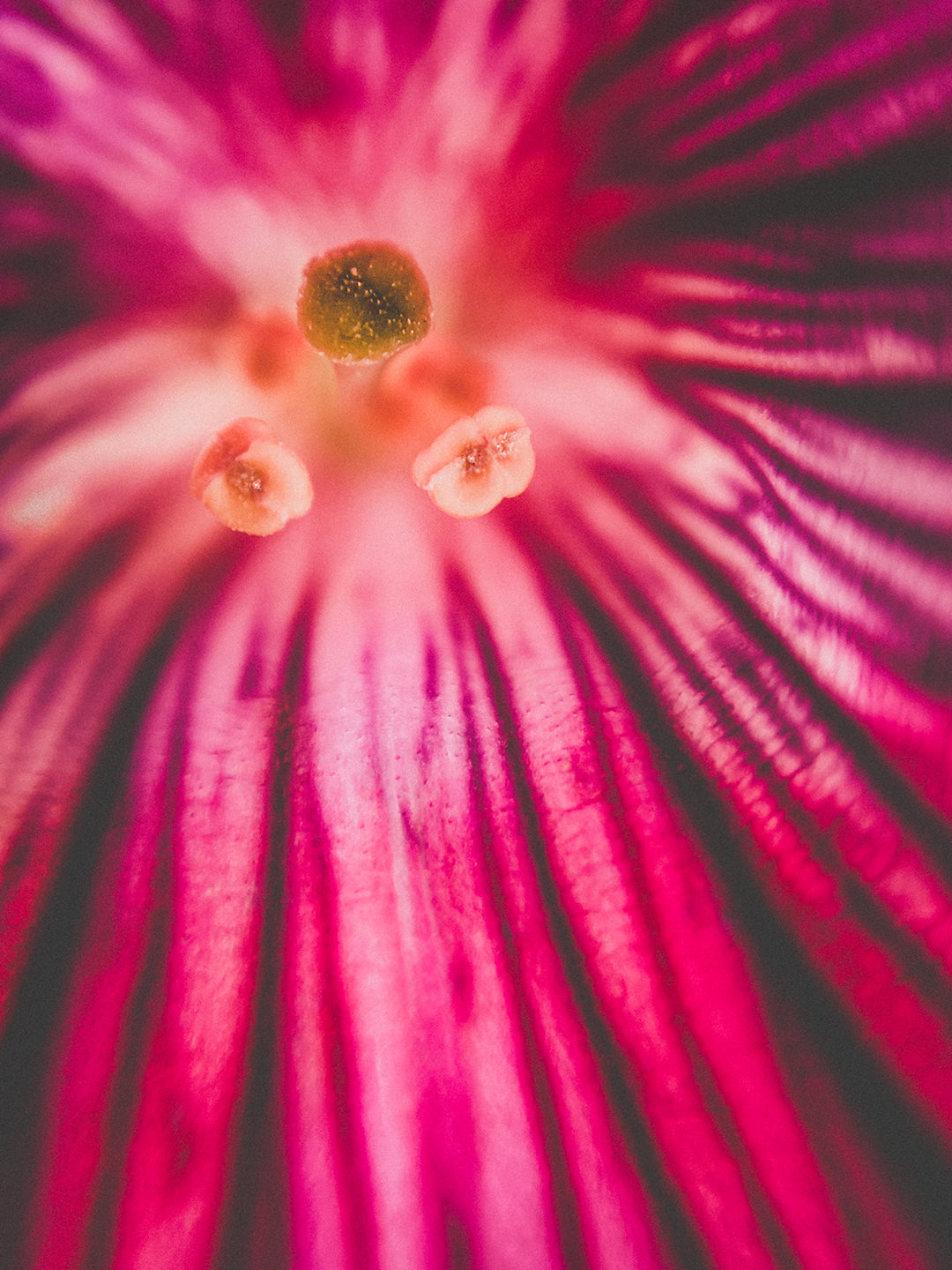 Petal Pattern Flower Macro