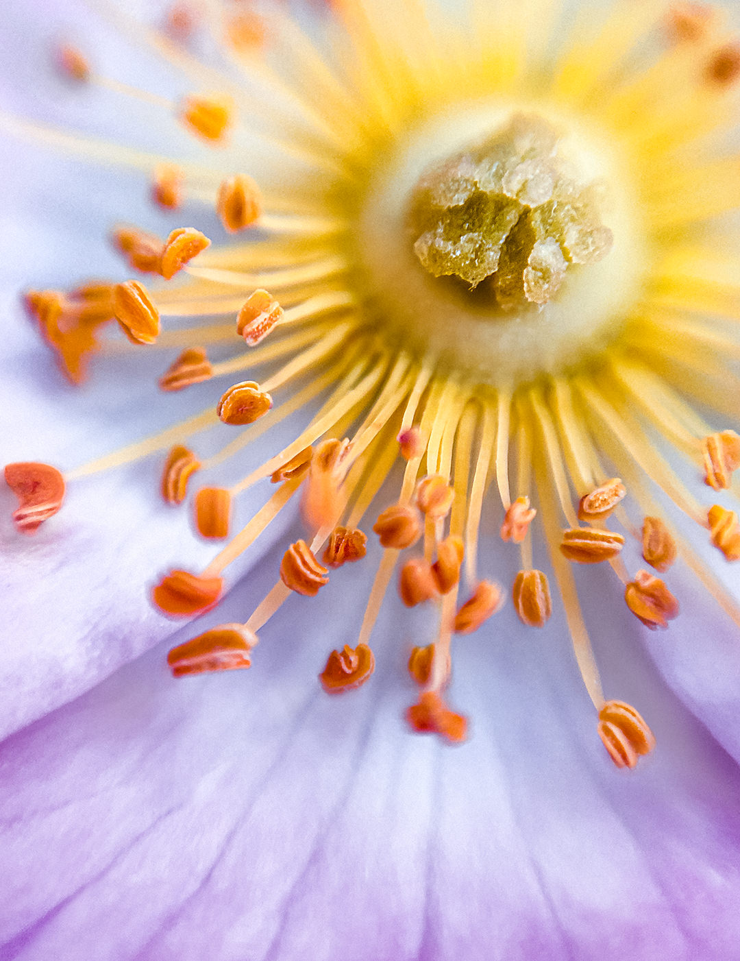 200520_Macro_DIY_Lens_2335_Flower_Stamen iPhone Macro Flower Stamen - Nicolai Boenig
