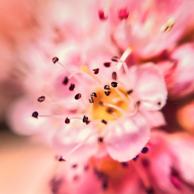 iPhone DIY Macro Lens - Nicolai Boenig