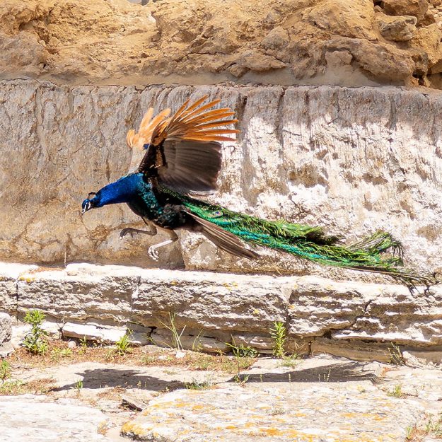 ProCamera_Peacock_Featured_Image