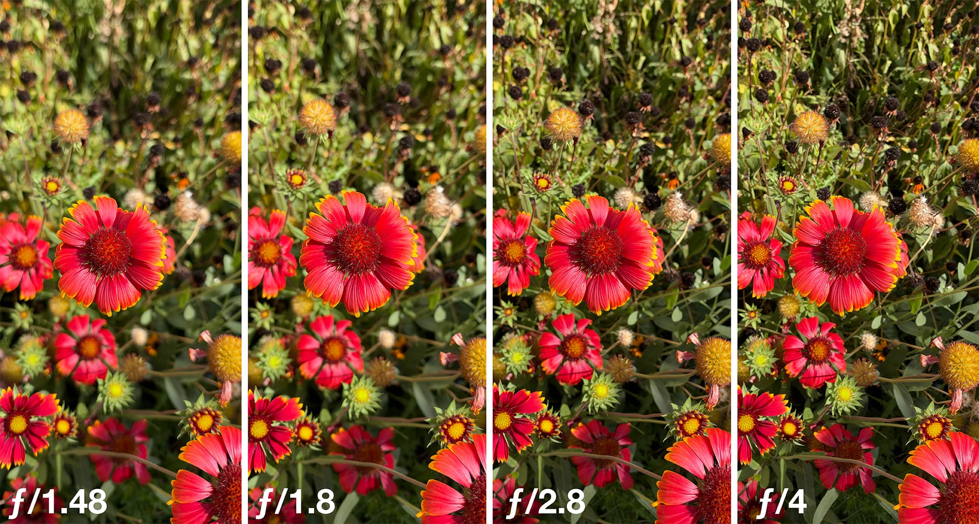 iPhone 18 Pro f stop comparison in ProCamera